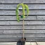 Smrekovec japonský (Larix kaempferi) ´PENDULA´ - výška 80-130 cm, kont. C3L – NA KMIENKU